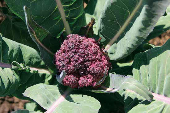 
‘Grafitti’ cauliflower is a large-headed, purple variety rich in anthocyanins and cancer-fighting glucosinolates.
